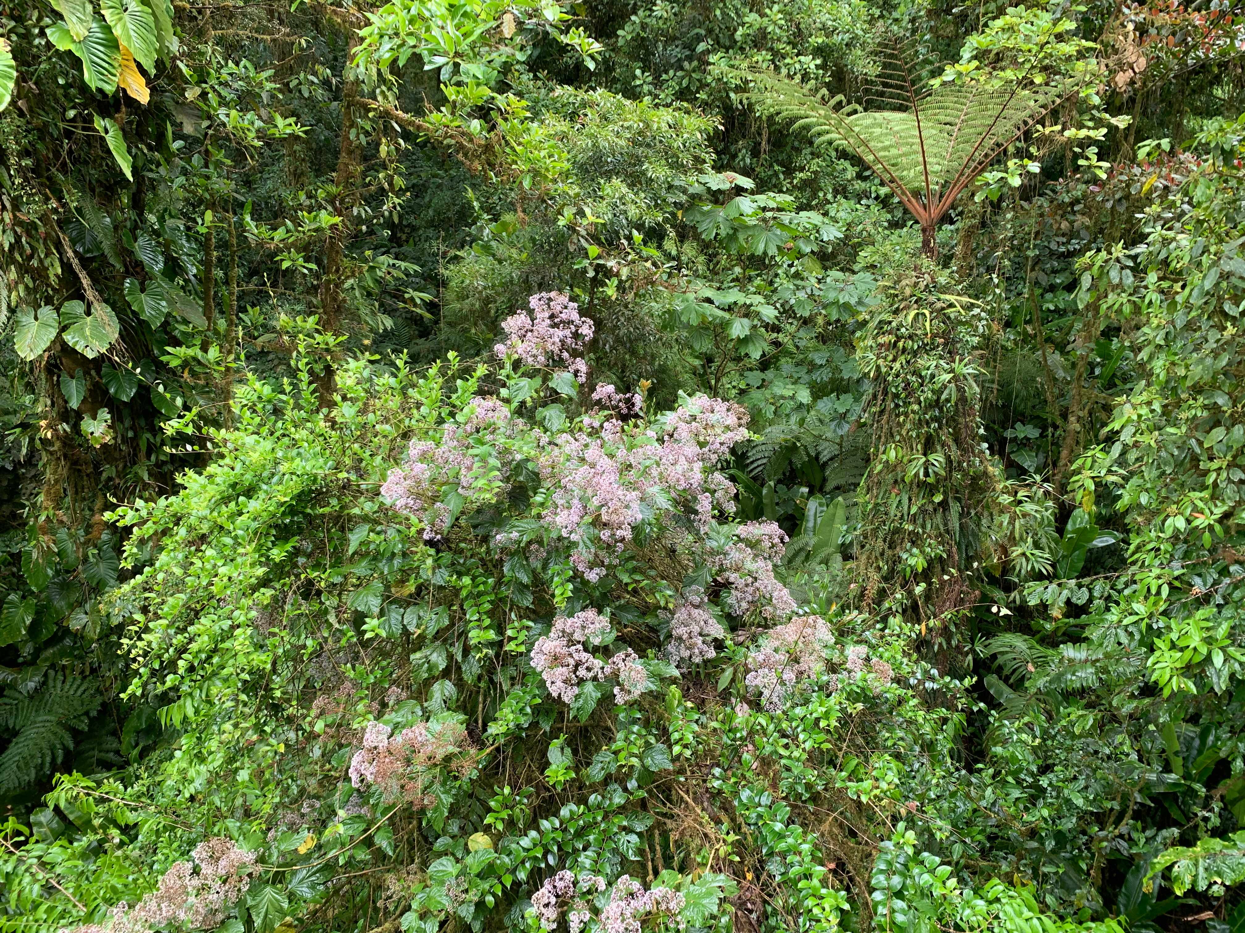 Costa Rica